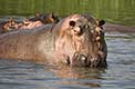 Hippopotamus - Victoria Nile - Murchison Falls National Park, Uganda
