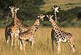Young giraffes at Murchison National Falls Park, Uganda