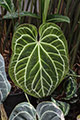 Arthurium crystallinum leaf detail