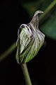 Bud of White Bat Plant (Tacca integrifolia)