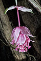 Flower of Medinilla magnifica