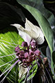 Inflorescence of White Bat Plant (Tacca integrifolia)
